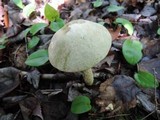Leccinum holopus image