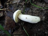 Leccinum holopus image