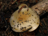 Pholiota olivaceophylla image