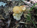Boletus chippewaensis image
