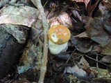 Boletus chippewaensis image