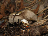 Pholiota olivaceophylla image