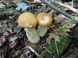 Boletus chippewaensis image