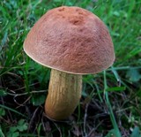 Leccinum rugosiceps image