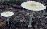 Amanita velatipes image