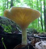 Clitocybe gibba image