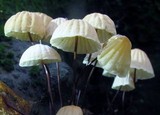 Marasmius siccus image