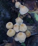Marasmius siccus image