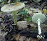 Amanita brunnescens image