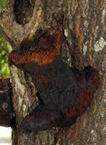 Inonotus hispidus image