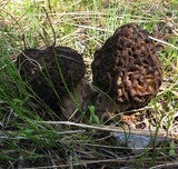 Morchella snyderi image