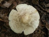 Amanita brunnescens image