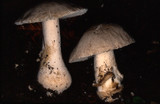 Amanita farinosa image