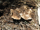 Tricholoma vernaticum image