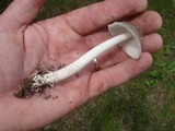 Amanita sect. Vaginatae image