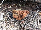 Gyromitra gigas image