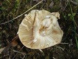 Russula xerampelina var. barlae image