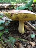 Boletus sensibilis image