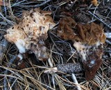 Gyromitra gigas image