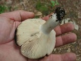 Russula dissimulans image