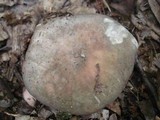 Russula variata image