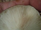 Russula variata image