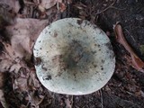 Russula variata image