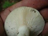 Russula variata image