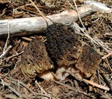 Morchella snyderi image