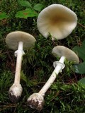 Amanita multisquamosa image