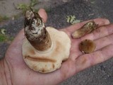 Tylopilus ferrugineus image