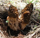 Morchella snyderi image