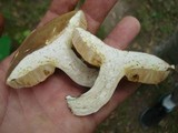 Xanthoconium affine image