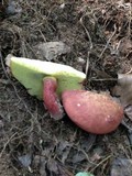Boletochaete bicolor image