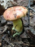 Boletus miniatopallescens image