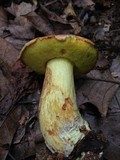 Boletus miniatopallescens image