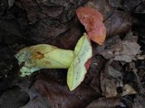 Boletus miniatopallescens image