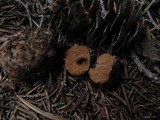 Gautieria monticola image