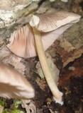 Pluteus longistriatus image