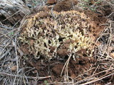 Ramaria rasilispora image