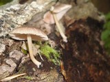Pluteus longistriatus image