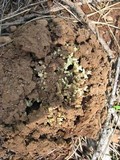Ramaria rasilispora image