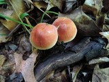 Chalciporus pseudorubinellus image