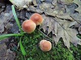 Chalciporus pseudorubinellus image