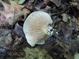 Clitopilus prunulus image
