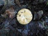 Lactarius maculatipes image