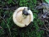 Lactarius maculatipes image