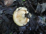 Lactarius maculatipes image