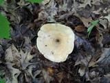 Lactarius maculatipes image