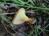 Boletinellus merulioides image